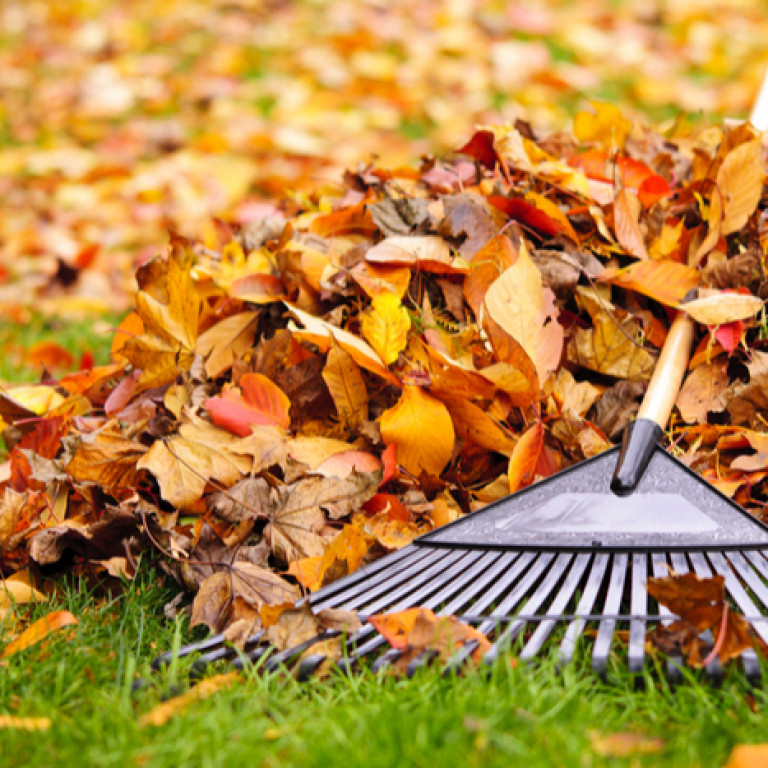 Ramassage des feuilles